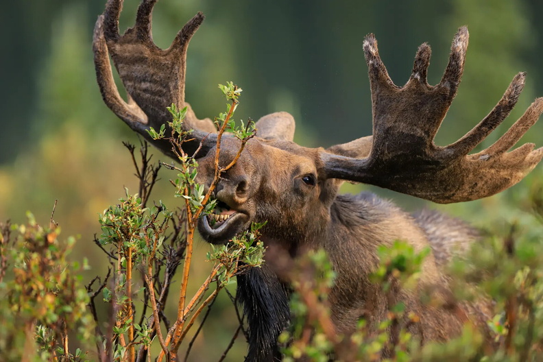 Bull Shiras moose (Alces alces shirasi) in green forest vegetation, Ward, Colorado, USA
